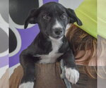 Small #5 Border Collie Mix