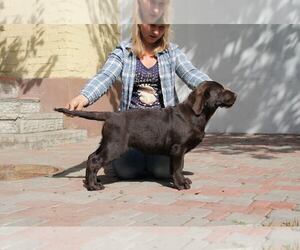 Labrador Retriever Puppy for sale in Kyiv, Kyiv City, Ukraine