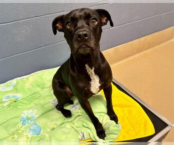 Medium Photo #1 Boxer-Unknown Mix Puppy For Sale in Raleigh, NC, USA