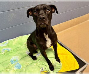 Boxer-Unknown Mix Dogs for adoption in Raleigh, NC, USA