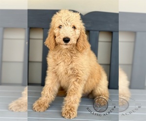 Goldendoodle Puppy for sale in MARYVILLE, MO, USA