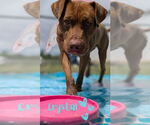 Small #4 American Pit Bull Terrier-American Staffordshire Terrier Mix