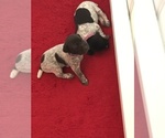 Small Photo #14 German Shorthaired Pointer Puppy For Sale in ARKANSAS CITY, KS, USA