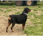 Small Photo #1 Rottweiler Puppy For Sale in POLO, MO, USA