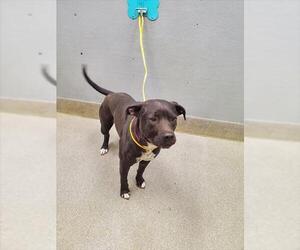 Mutt Dogs for adoption in Las Vegas, NV, USA