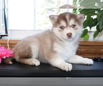 Small Photo #4 Pomsky Puppy For Sale in SHILOH, OH, USA