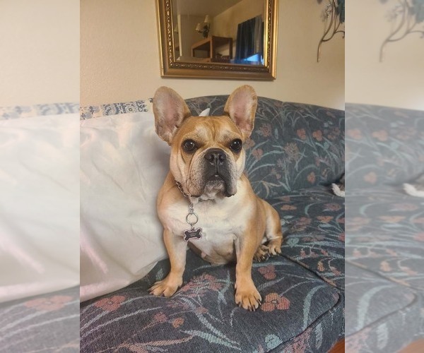 Medium Photo #1 French Bulldog Puppy For Sale in OAK GLEN, CA, USA