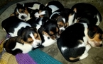 Small Photo #4 Beagle Puppy For Sale in CENTRALIA, WA, USA