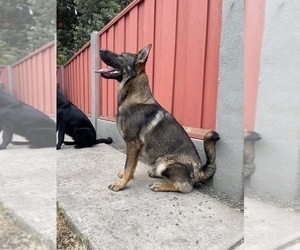 Father of the German Shepherd Dog puppies born on 07/01/2023