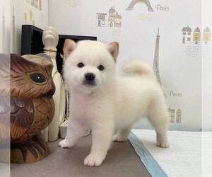 Shiba Inu Puppy for sale in LOS ANGELES, CA, USA