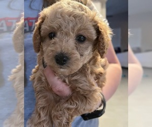 Poodle (Toy) Puppy for Sale in TUCSON, Arizona USA