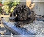 Small #5 Cane Corso
