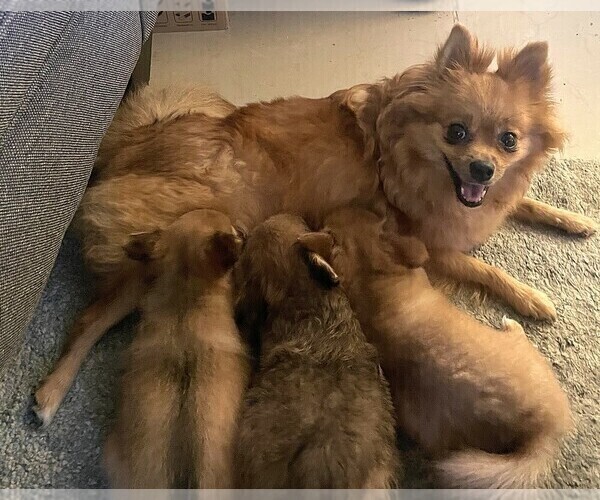 Medium Photo #1 Maltipom Puppy For Sale in CAPE CORAL, FL, USA