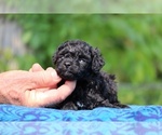 Small #7 Poodle (Toy)