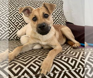 Pug-Unknown Mix Dogs for adoption in Jefferson, NJ, USA
