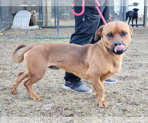 Medium Photo #11 American Pit Bull Terrier-Unknown Mix Puppy For Sale in Woodbury, NY, USA