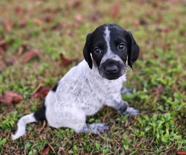 Medium Photo #2 German Shorthaired Pointer-Goldendoodle Mix Puppy For Sale in WILLACOOCHEE, GA, USA