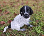 Small #1 German Shorthaired Pointer-Goldendoodle Mix