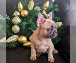 French Bulldog Puppy for sale in TAMPA, FL, USA