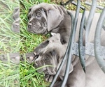 Small Photo #20 Cane Corso Puppy For Sale in PHILLIPSTON, MA, USA