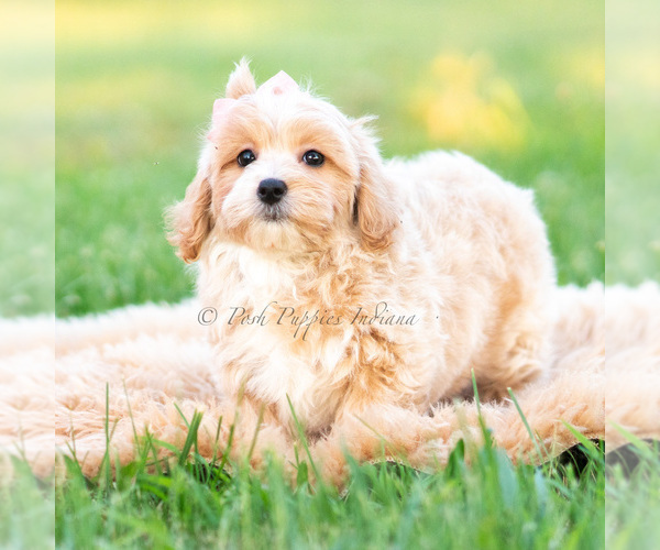 Medium Photo #10 Poodle (Miniature) Puppy For Sale in WARSAW, IN, USA