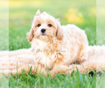 Small Photo #10 Poodle (Miniature) Puppy For Sale in WARSAW, IN, USA