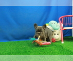 Small Photo #5 French Bulldog Puppy For Sale in HICKORY, NC, USA