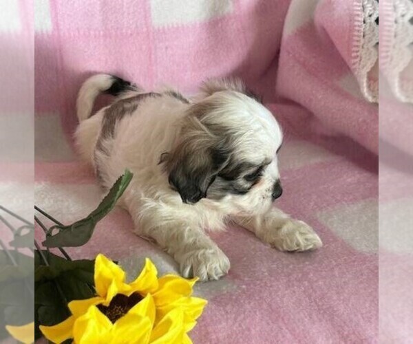 Medium Photo #2 Zuchon Puppy For Sale in ARTHUR, IL, USA