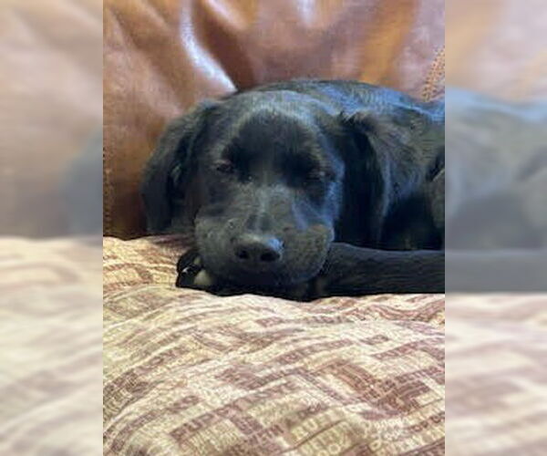 Medium Photo #2 German Shepherd Dog-Unknown Mix Puppy For Sale in Minneapolis, MN, USA