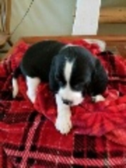 Beagle-English Springer Spaniel Mix Puppy for sale in MARICOPA, AZ, USA