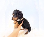 Small #13 Dachshund