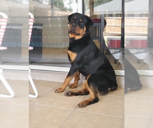 Rottweiler Puppy for sale in CLERMONT, FL, USA