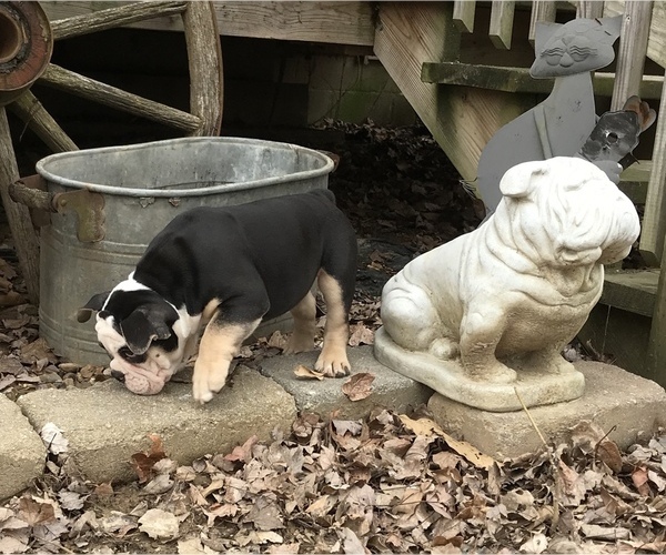 Medium Photo #31 Olde English Bulldogge Puppy For Sale in CYNTHIANA, IN, USA