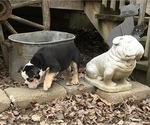 Small Photo #31 Olde English Bulldogge Puppy For Sale in CYNTHIANA, IN, USA
