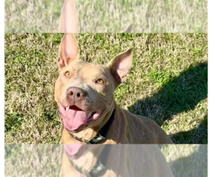 Mutt Dogs for adoption in Abbeville, LA, USA