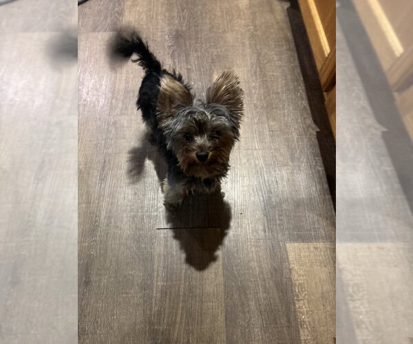 Medium Photo #3 Mutt Puppy For Sale in Andover, MN, USA