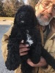 Small Photo #8 Goldendoodle-Poodle (Standard) Mix Puppy For Sale in BOWIE, MD, USA