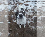 Small #1 Mutt