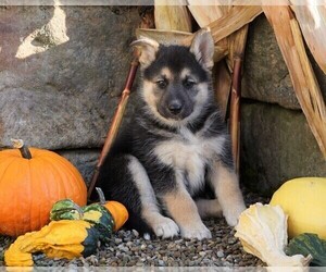 German Shepherd Dog-Siberian Husky Mix Puppy for sale in FREDERICKSBG, OH, USA