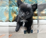 Small Photo #7 Pomeranian Puppy For Sale in KEAAU, HI, USA