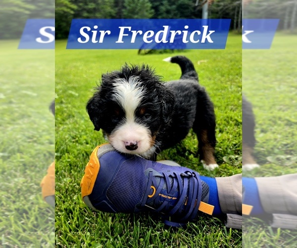 Medium Photo #5 Bernese Mountain Dog Puppy For Sale in SUPERIOR, WI, USA