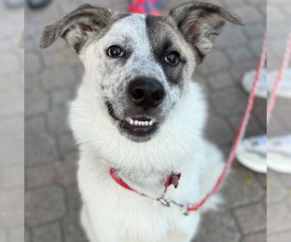Medium Photo #10 Anatolian Shepherd-Unknown Mix Puppy For Sale in Canton, CT, USA