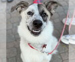 Small #9 Anatolian Shepherd Mix