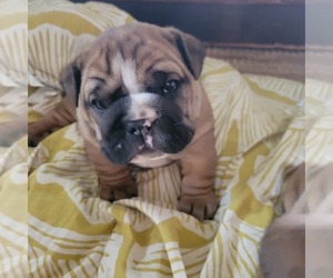 Bulldog Puppy for Sale in OXFORD, Pennsylvania USA