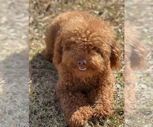 Father of the Poodle (Toy) puppies born on 01/11/2024