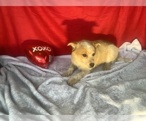 American Eskimo Dog-Australian Cattle Dog Mix Puppy for sale in HILLSBORO, WI, USA