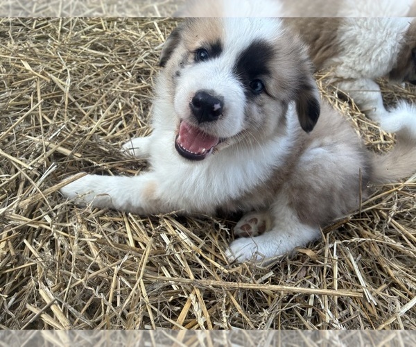 Medium Photo #4 Australian Shepherd-Great Pyrenees Mix Puppy For Sale in LUCAMA, NC, USA