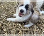 Small #3 Australian Shepherd-Great Pyrenees Mix