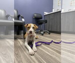 Small #27 Labrador Retriever Mix