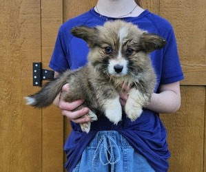 Pembroke Welsh Corgi Puppy for sale in MILTON, WI, USA